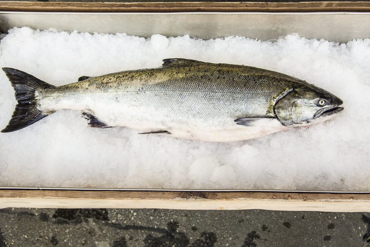 Chinook salmon and resident orcas - Skipper Otto