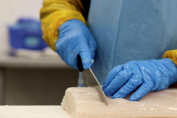 The halibut is incredibly fresh as its prepared for flash freezing.