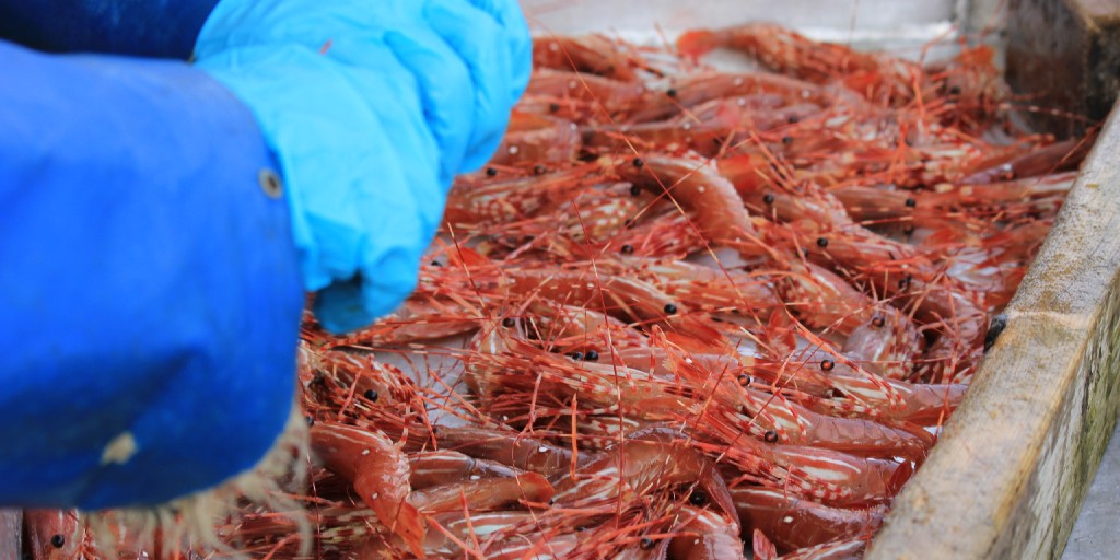 We Need Your Help to Save the Spot Prawn Season! Skipper Otto