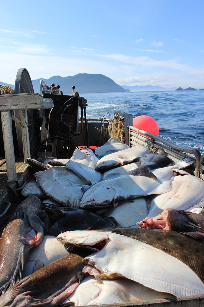 Deckload of Halibut and Lingcod