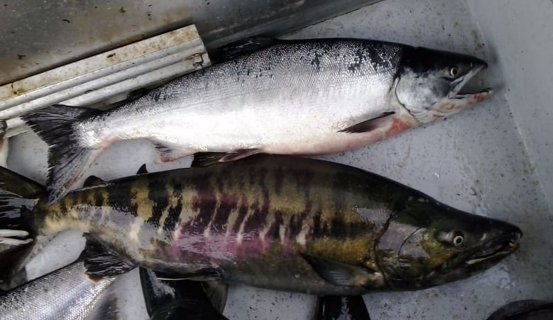 Why We Love Chum (Keta) Salmon