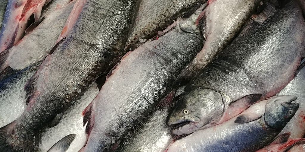 How Chinook Salmon Saved Summer 2020