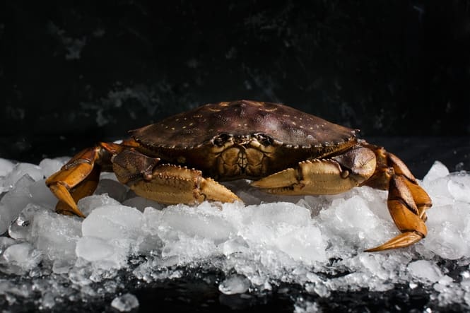 Processing Live Dungeness Crab