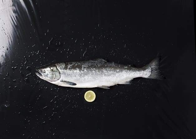 Should You Be Concerned About Coho Bycatch?