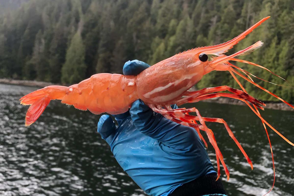 What's The Big Deal About Spot Prawns?